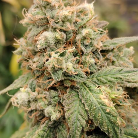 Royal Flush growlog timeline photo