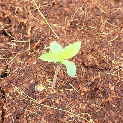 Do-Si-Dos Automatic growlog timeline photo