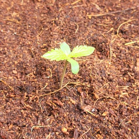 Do-Si-Dos Automatic growlog timeline photo