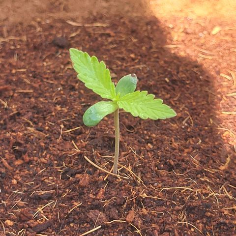 Do-Si-Dos Automatic growlog photo: Um 1-2cm gewachsen 
Jeden bis Zweiten Tag etwas Wasser gegeben