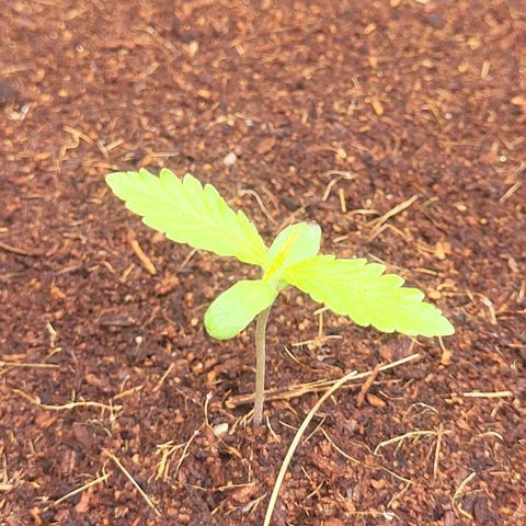 Do-Si-Dos Automatic growlog timeline photo