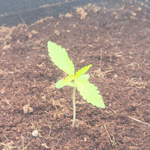 Do-Si-Dos Automatic growlog timeline photo