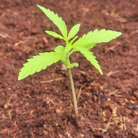 Do-Si-Dos Automatic growlog timeline photo
