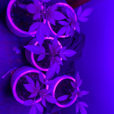 #2 growlog timeline photo