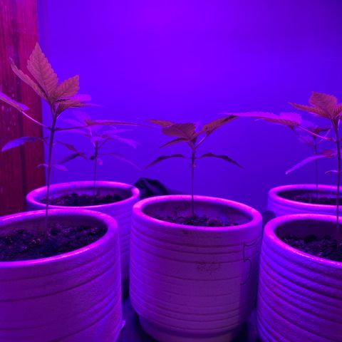 #2 growlog timeline photo