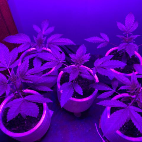 #2 growlog timeline photo