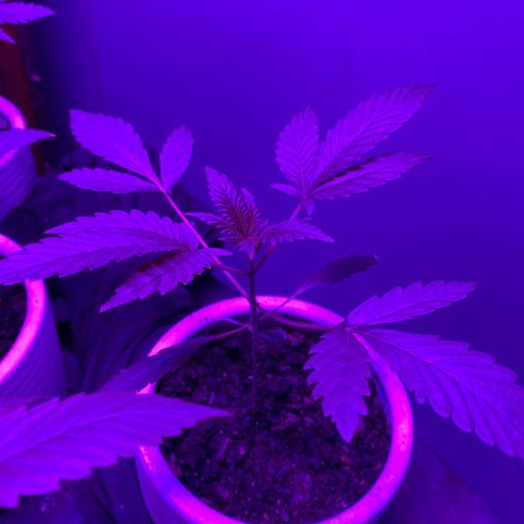 #3 growlog timeline photo