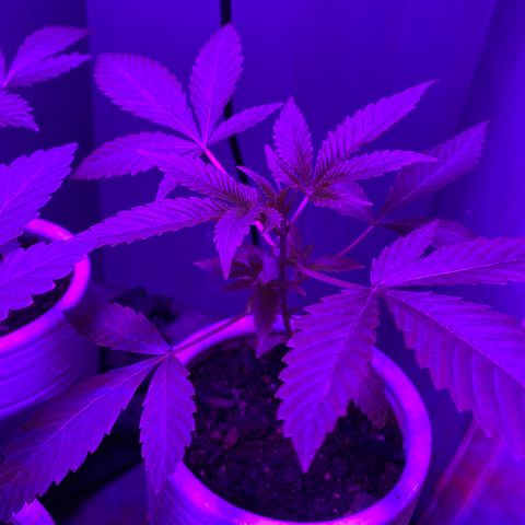 #2 growlog timeline photo