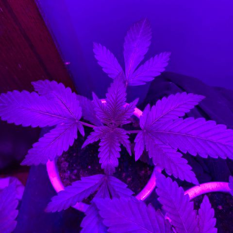 #3 growlog timeline photo