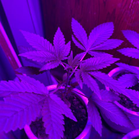 #4 growlog timeline photo