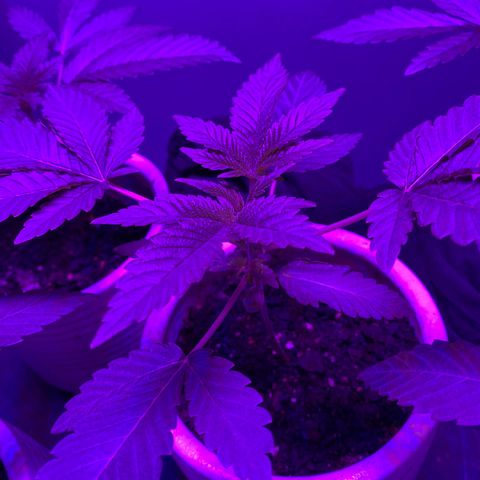 #1 growlog timeline photo