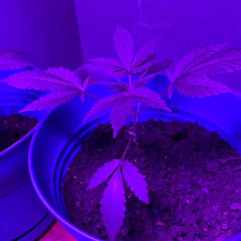 #3 growlog timeline photo