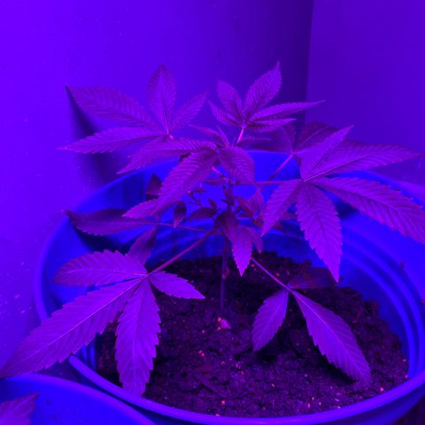 #2 growlog timeline photo