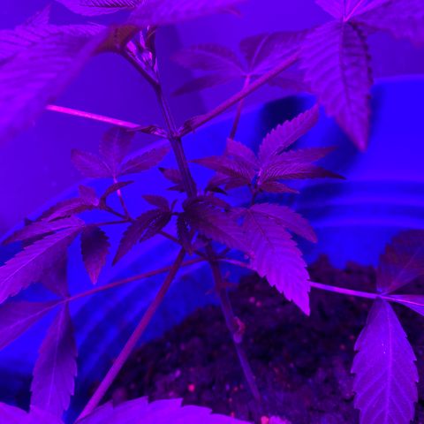 #2 growlog timeline photo