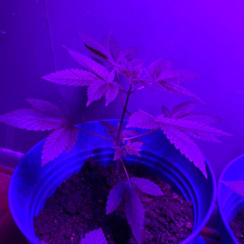 #4 growlog timeline photo