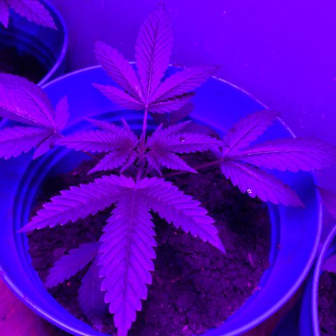 #3 growlog timeline photo