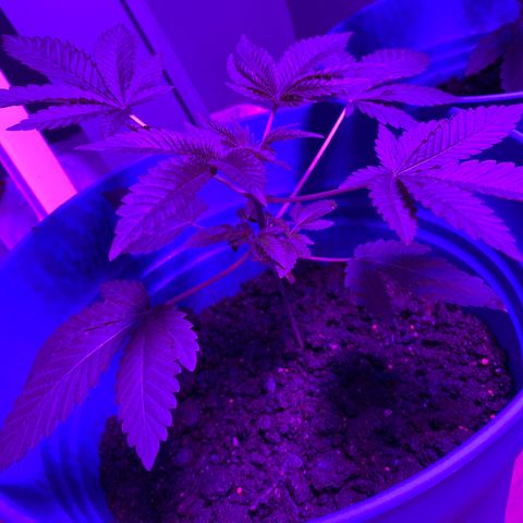 #1 growlog timeline photo