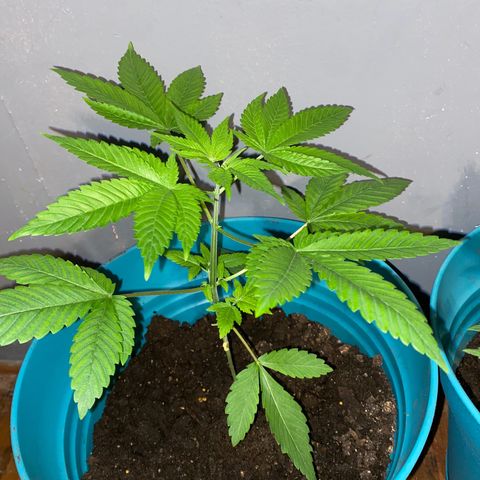 #2 growlog timeline photo