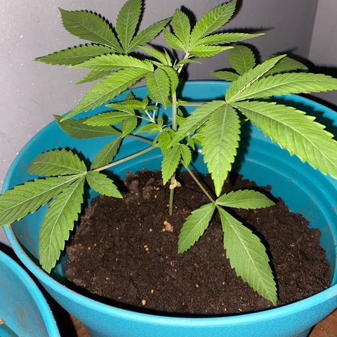 #2 growlog timeline photo