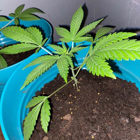 #3 growlog timeline photo