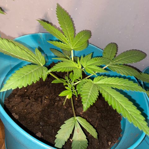 #3 growlog timeline photo