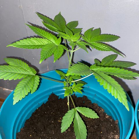 #4 growlog timeline photo