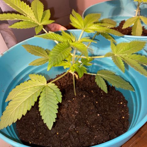 #1 growlog timeline photo