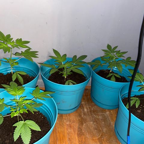 #2 growlog timeline photo