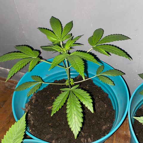 #3 growlog timeline photo
