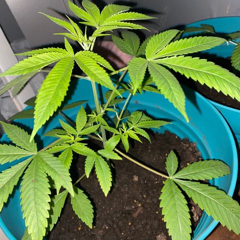 #2 growlog timeline photo
