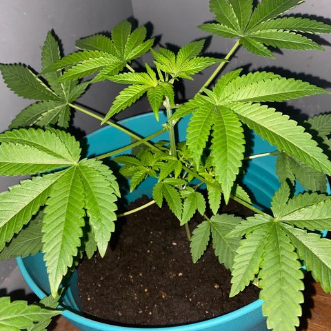 #1 growlog timeline photo