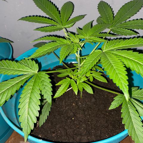 #3 growlog timeline photo