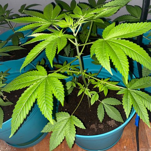 #4 growlog timeline photo