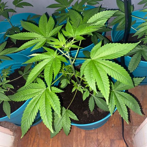 #4 growlog timeline photo