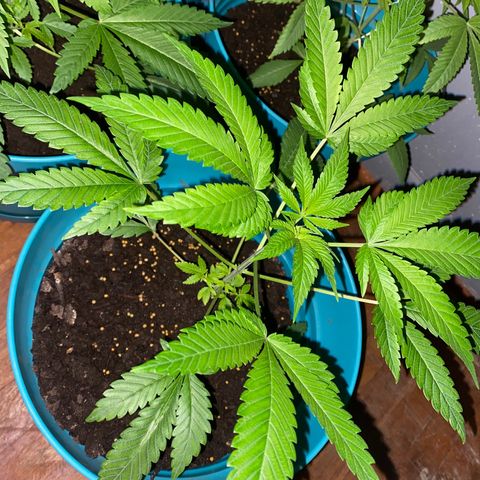 #3 growlog timeline photo