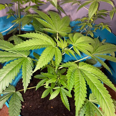 #3 growlog timeline photo