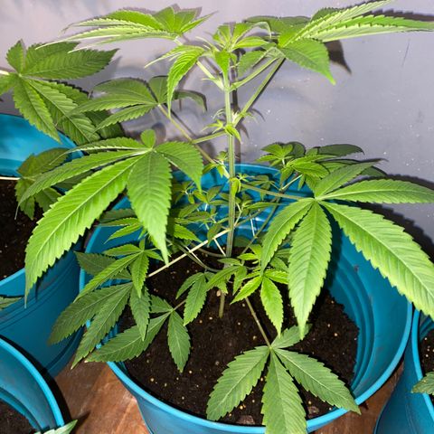 #2 growlog timeline photo