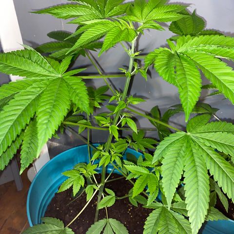 #4 growlog timeline photo