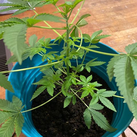 #1 growlog timeline photo
