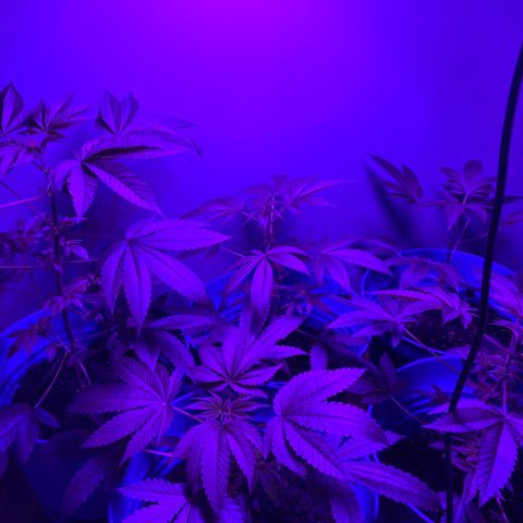 #2 growlog timeline photo