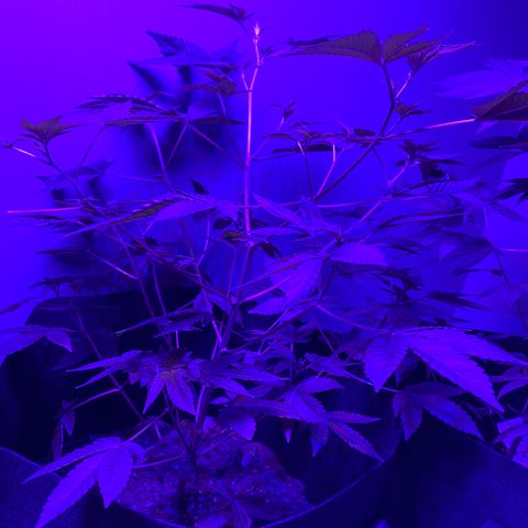 #1 growlog timeline photo