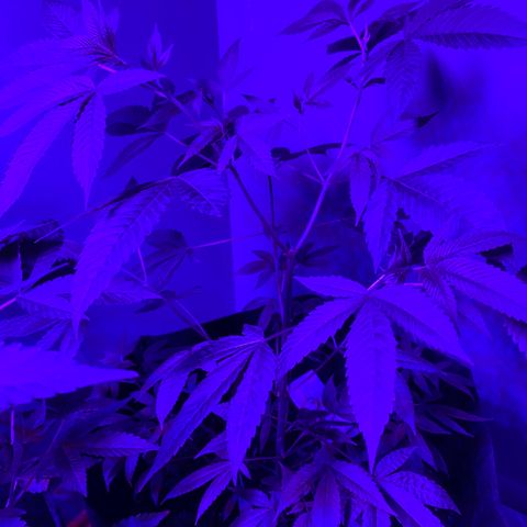 #2 growlog timeline photo