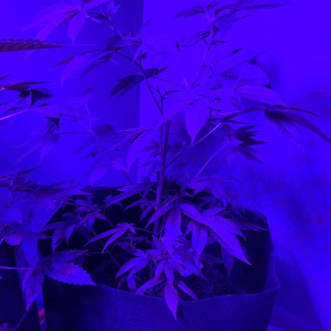 #2 growlog timeline photo