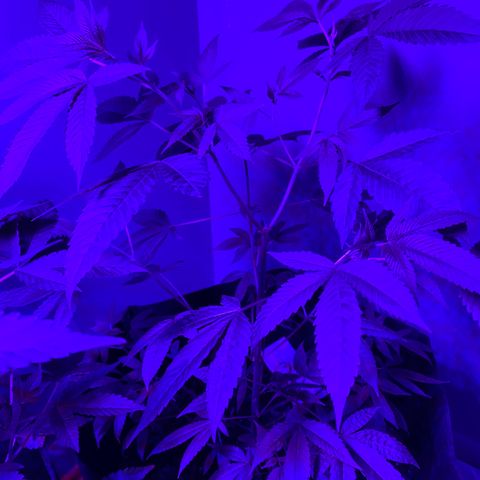 #2 growlog timeline photo