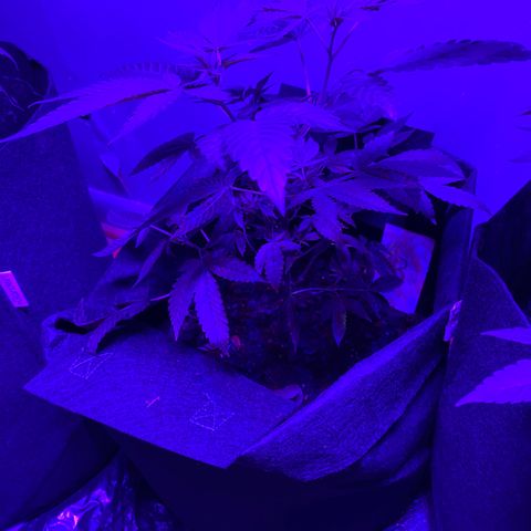 #3 growlog timeline photo