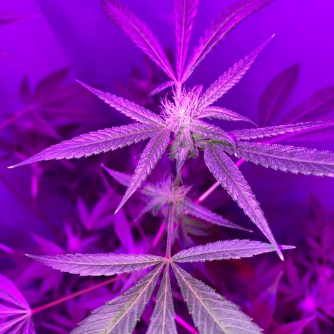 #2 growlog timeline photo
