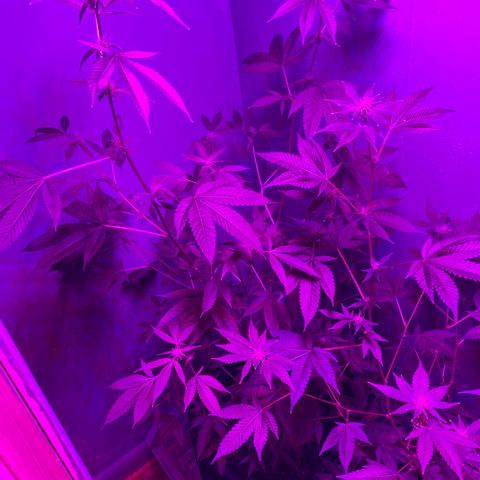 #2 growlog timeline photo