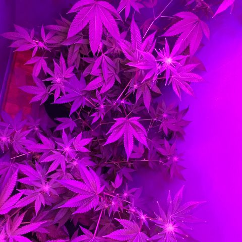 #2 growlog timeline photo