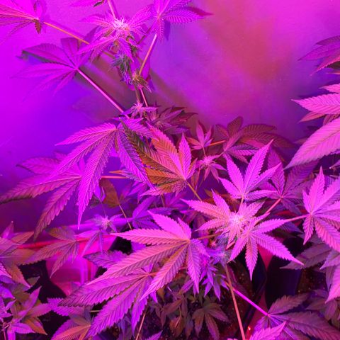 #2 growlog timeline photo