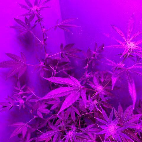 #2 growlog timeline photo